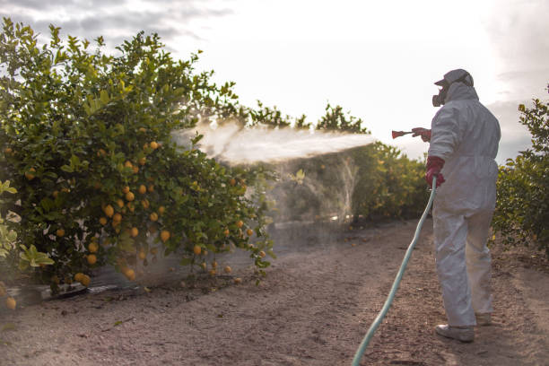 Best Termite Control Services  in Fairway, KS