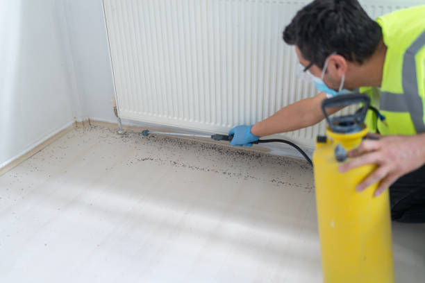 Best Termite Control Services  in Fairway, KS